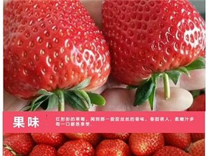 香恋果业 丹东九九草莓（牛奶草莓）3斤150元 产